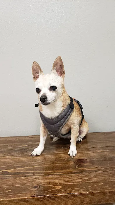 All City Pet Care West Picture 6