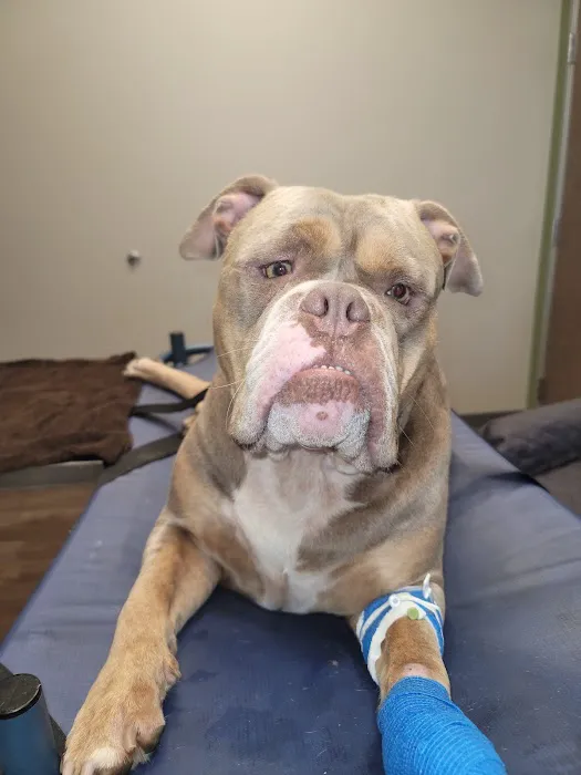 All City Pet Care West Picture 7