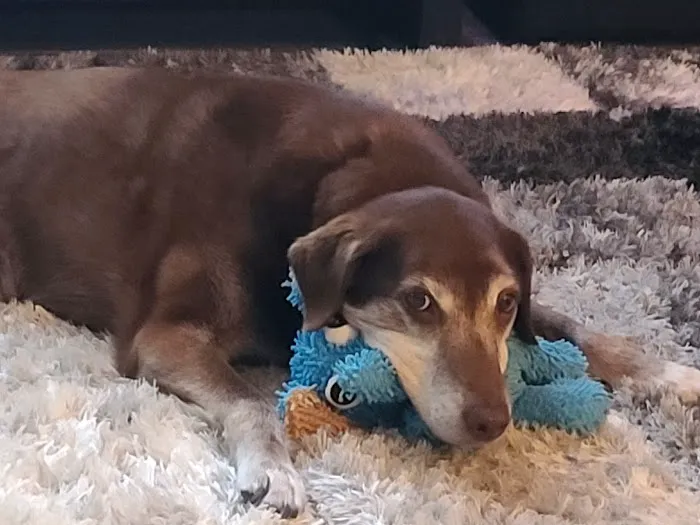 All City Pet Care West Picture 5