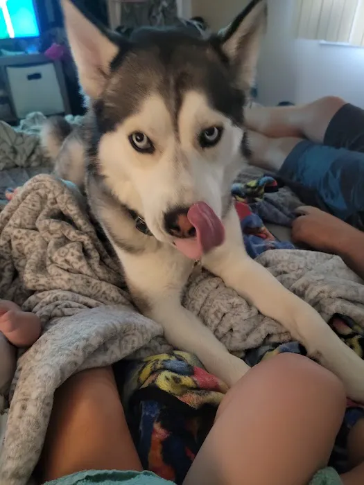 Harrison Street Animal Hospital Picture 2