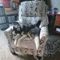 Harrison Street Animal Hospital ico