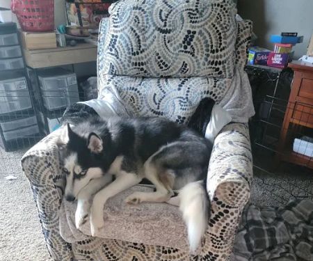 Harrison Street Animal Hospital