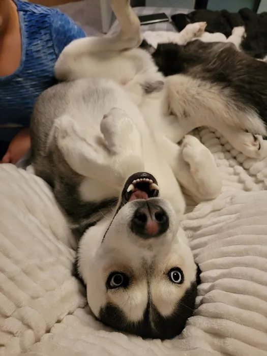 Harrison Street Animal Hospital Picture 3