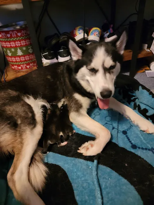 Harrison Street Animal Hospital Picture 7