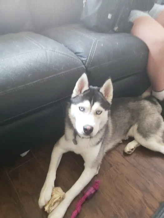 Harrison Street Animal Hospital Picture 5