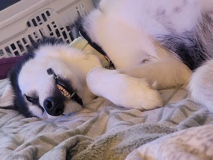 Harrison Street Animal Hospital Picture 4