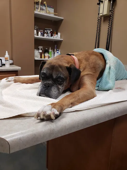 Harrison Street Animal Hospital Picture 10