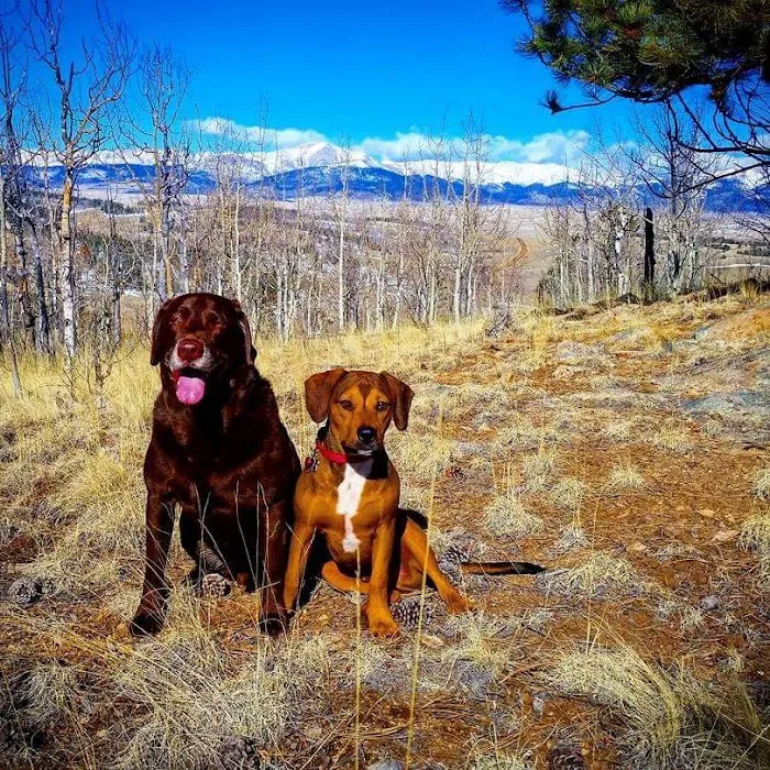 Harrison Street Animal Hospital Picture 9