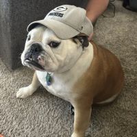 Twin Creek Animal Hospital ico