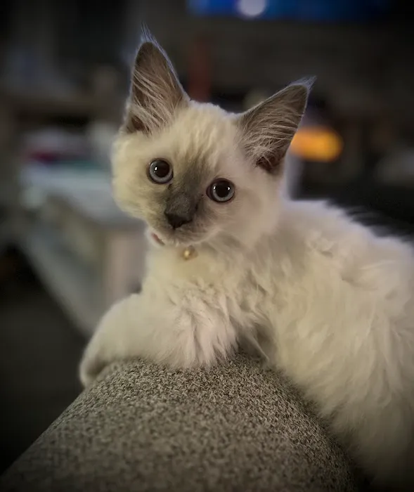 Patriot Paws Picture 1