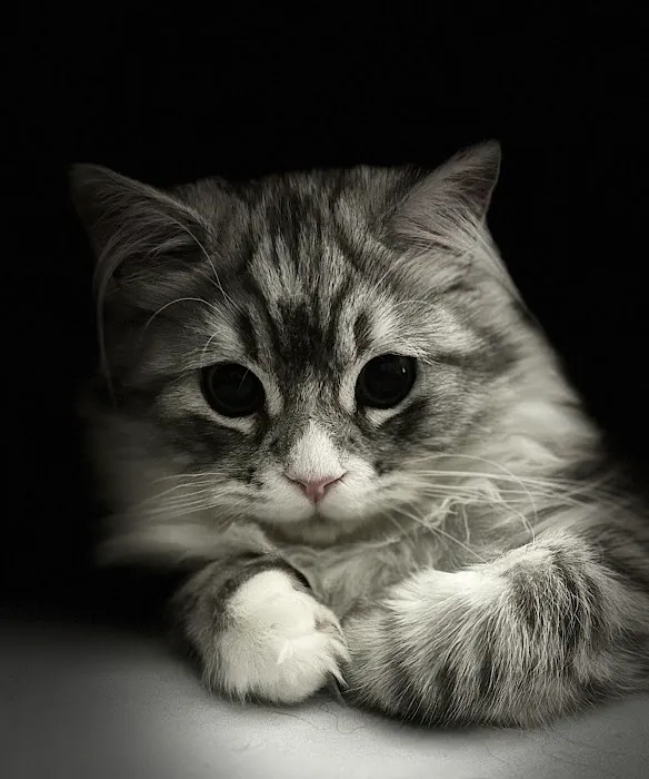 Patriot Paws Picture 2