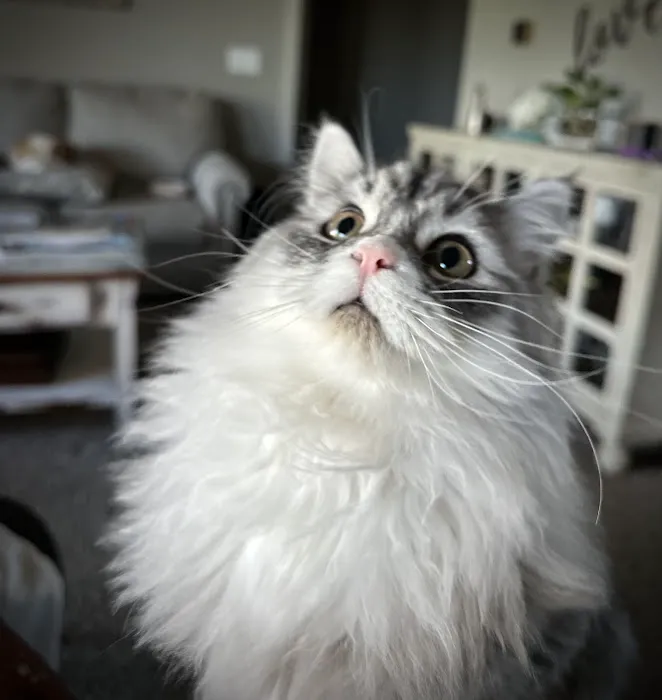 Patriot Paws Picture 4