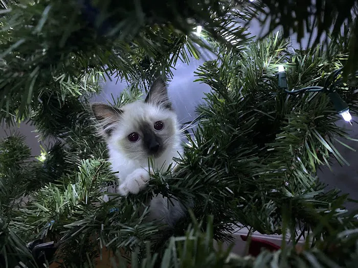 Patriot Paws Picture 6