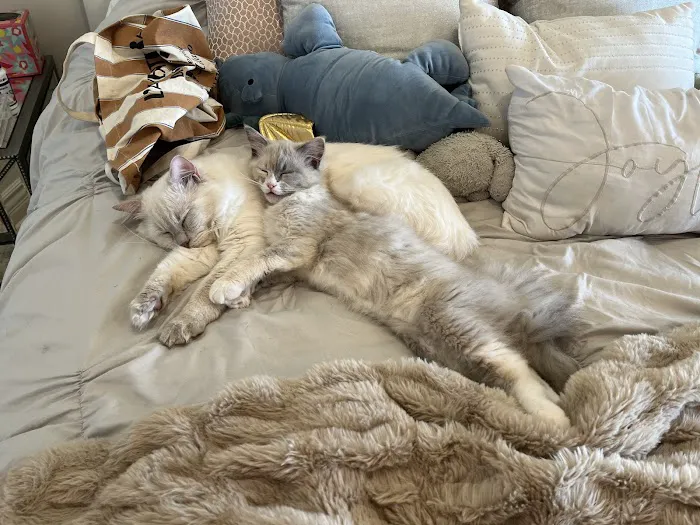 Patriot Paws Picture 5