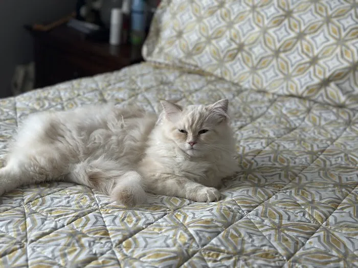 Patriot Paws Picture 3