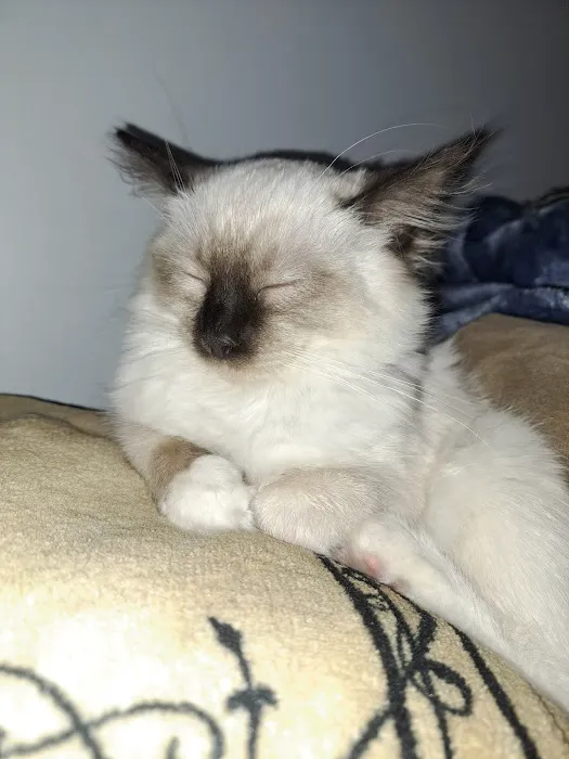 Patriot Paws Picture 8