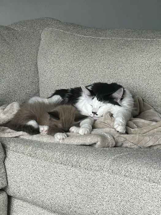 Patriot Paws Picture 9