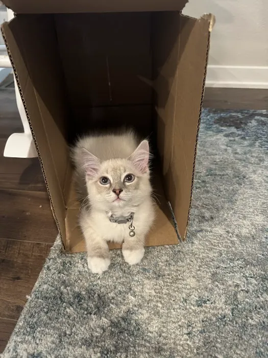 Patriot Paws Picture 7