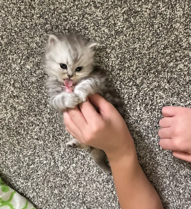 Patriot Paws Picture 10