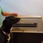 Offutt Veterinary Clinic