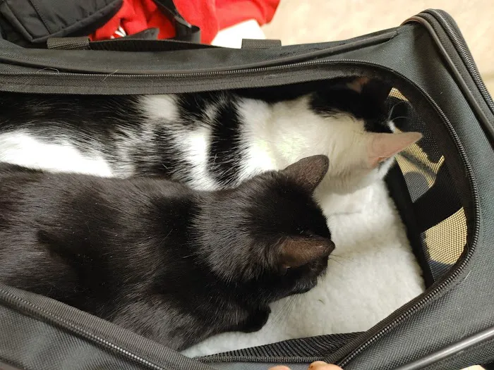 Ralston Vet Picture 2