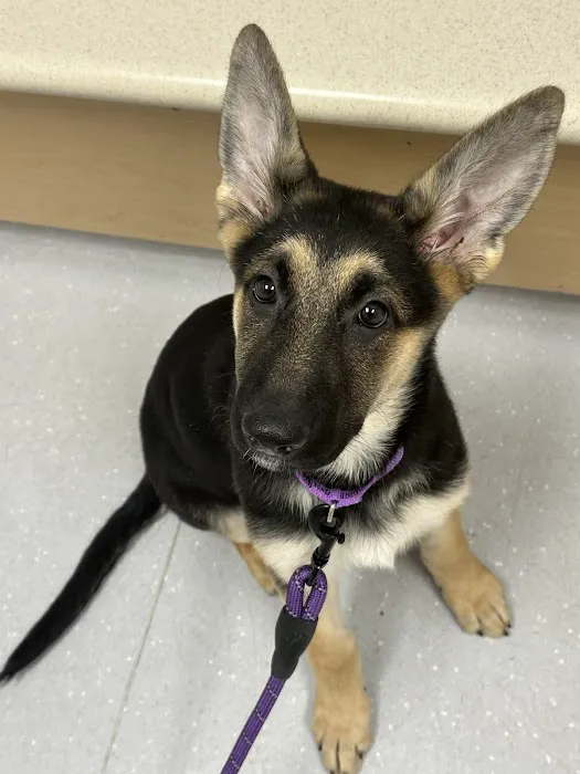 Ralston Vet Picture 4