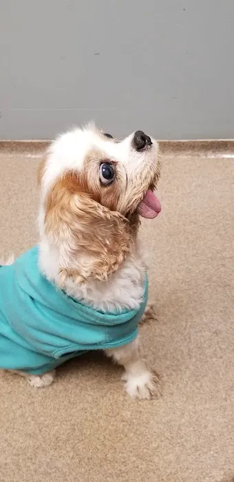 Ralston Vet Picture 3