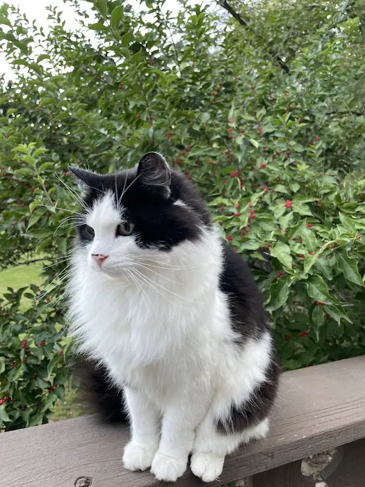 Ralston Vet Picture 8