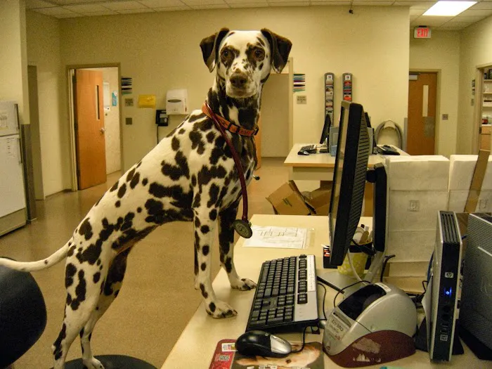 Ralston Vet Picture 7