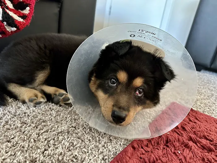 Urgent Pet Care Of Papillion Picture 4