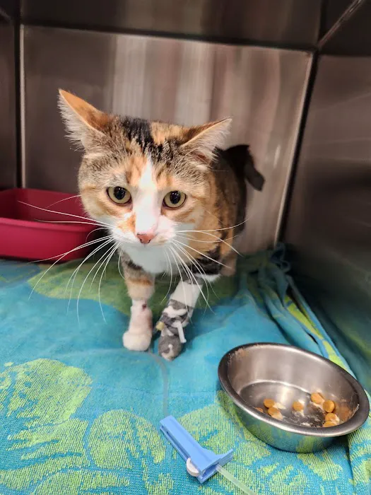 Urgent Pet Care Of Papillion Picture 6