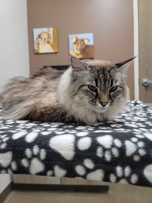 Urgent Pet Care Of Papillion Picture 10