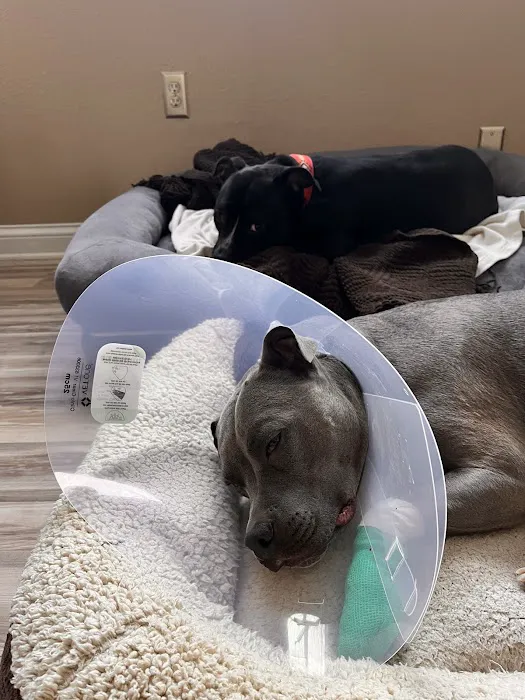 Urgent Pet Care Of Papillion Picture 9