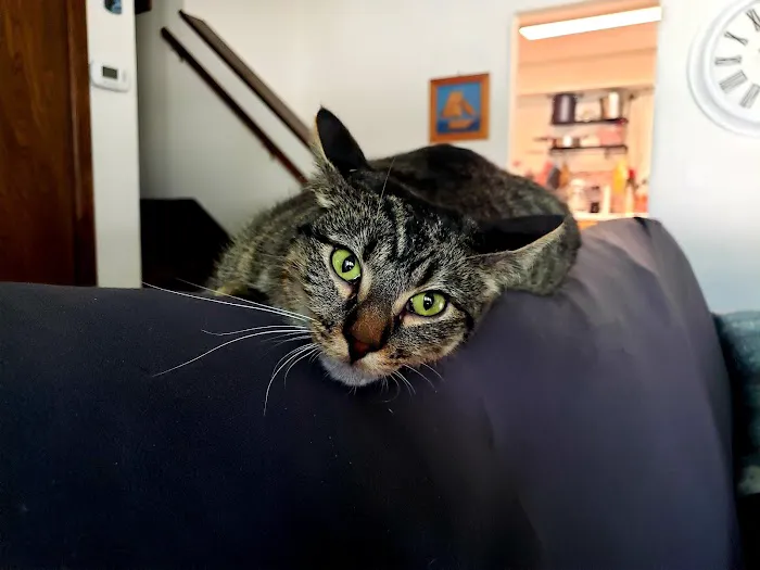 Urgent Pet Care Of Papillion Picture 8