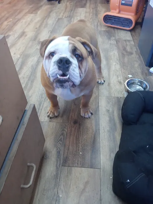 Papillion Animal Hospital Picture 1