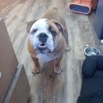 Papillion Animal Hospital