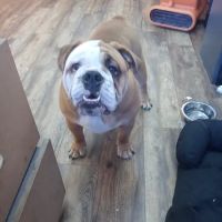 Papillion Animal Hospital ico