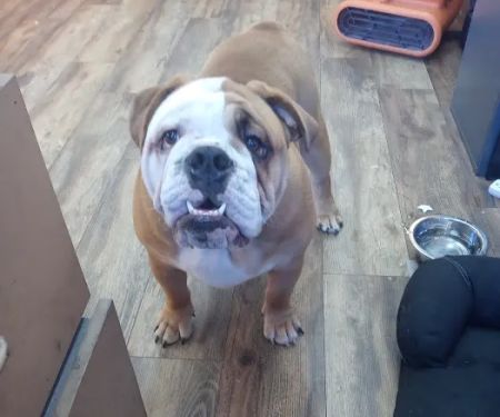 Papillion Animal Hospital