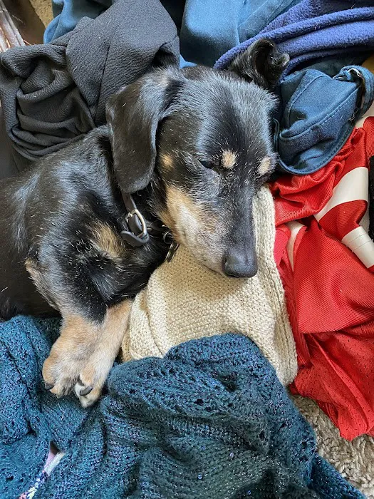 Papillion Animal Hospital Picture 6