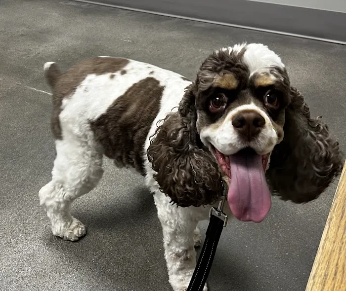 Papillion Animal Hospital Picture 4