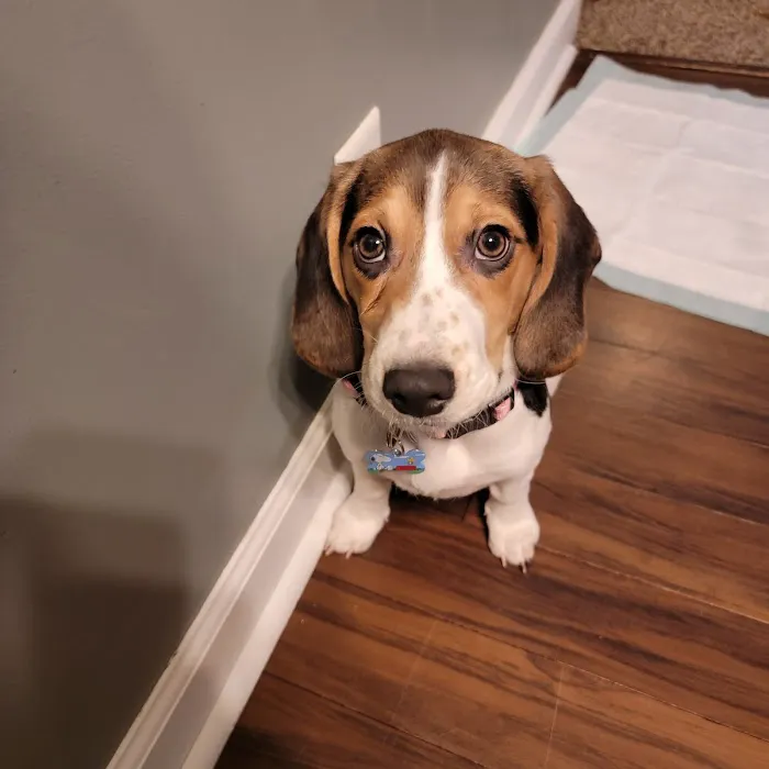 Papillion Animal Hospital Picture 5