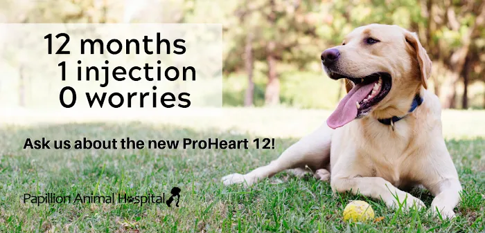 Papillion Animal Hospital Picture 9