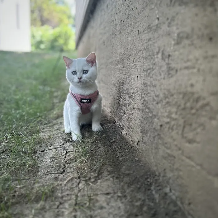 Moty Dom Cattery Picture 2