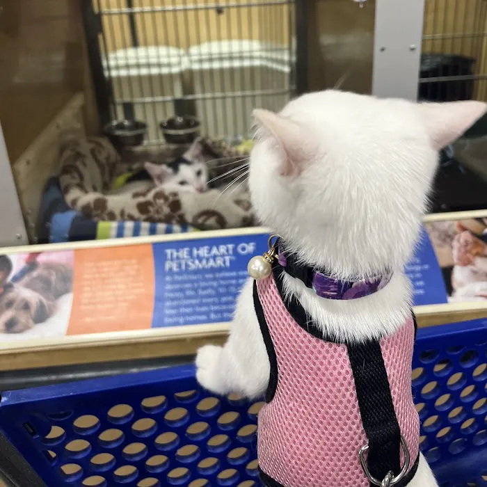 Moty Dom Cattery Picture 4