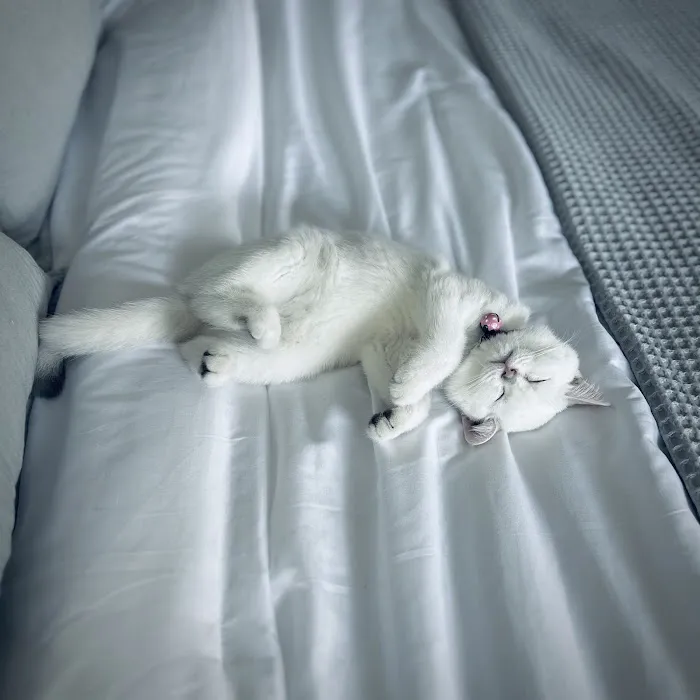 Moty Dom Cattery Picture 3