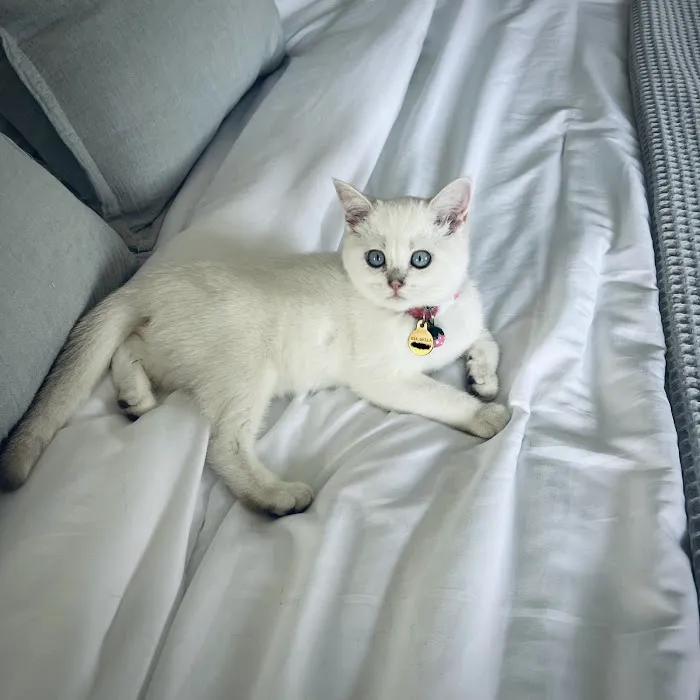 Moty Dom Cattery Picture 1