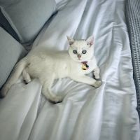 Moty Dom Cattery ico