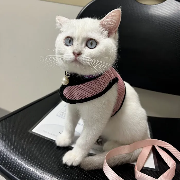 Moty Dom Cattery Picture 5