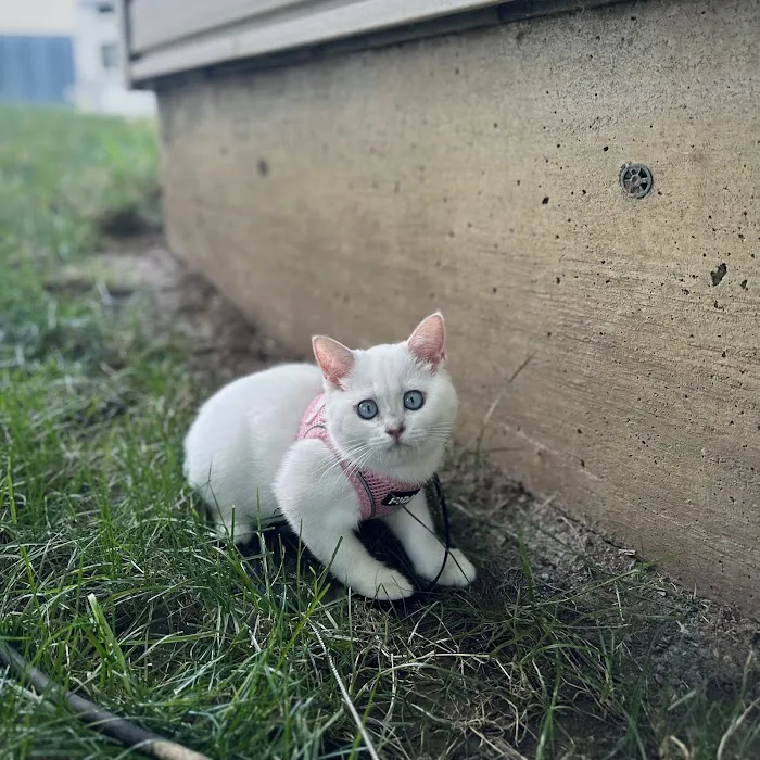 Moty Dom Cattery Picture 7