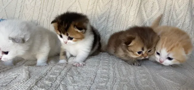 Moty Dom Cattery Picture 6